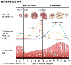 Let's Talk Periods 